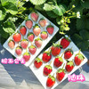 尝鲜福利『攀枝花露天冬草莓』随珠草莓+粉玉草莓+香玉草莓，甜美细嫩，香软怡人，鲜灵莹润 商品缩略图8