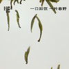 春野绒针·白毫银针 | 私房清饮系列 | 50g原叶 | 白茶类 商品缩略图1
