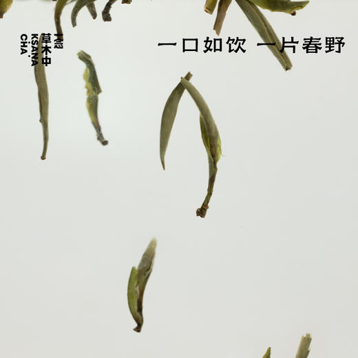 春野绒针·白毫银针 | 私房清饮系列 | 50g原叶 | 白茶类 商品图1