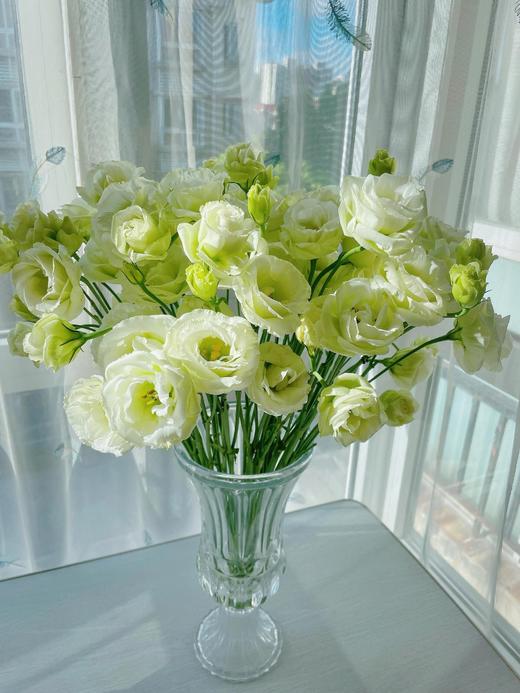 【洋桔梗大满贯】粉色洋桔梗7-10朵/份+紫边洋桔梗7-10朵+绿色洋桔梗7-10朵+香槟洋桔梗7-10朵/份 商品图3