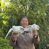 云南山林放养鸽子【云南山野间自由生长，活动量大，肉质紧实细嫩，真正能滋养人的身心❤️】 商品缩略图0