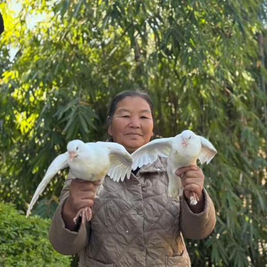 云南山林放养鸽子【云南山野间自由生长，活动量大，肉质紧实细嫩，真正能滋养人的身心❤️】 商品图0