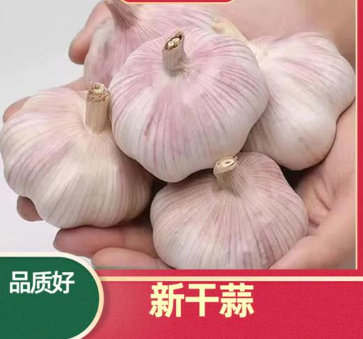【QT】白皮干蒜头 商品图0