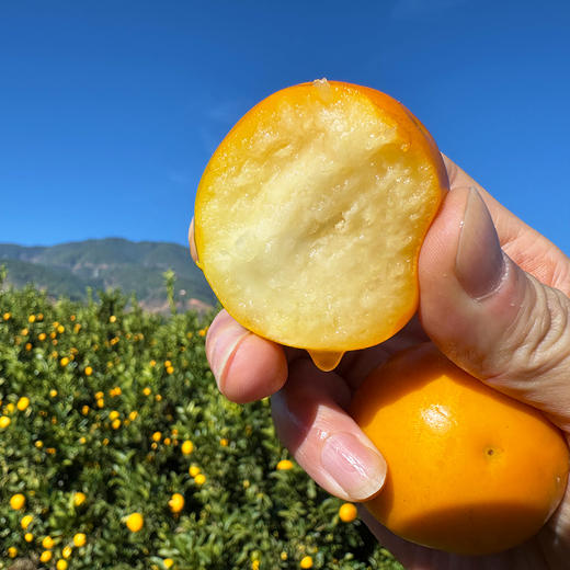 攀枝花【云端脆蜜金桔】可食率99%，平均糖度20%+，脆爽化渣，果肉绵密，无籽，含糖量高，带皮食用。不打蜡，不催熟！ 商品图0