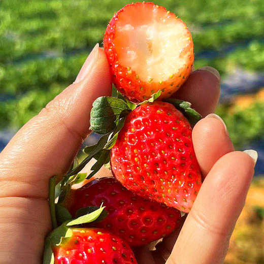 尝鲜福利『攀枝花露天冬草莓』随珠草莓+粉玉草莓+香玉草莓，甜美细嫩，香软怡人，鲜灵莹润 商品图6