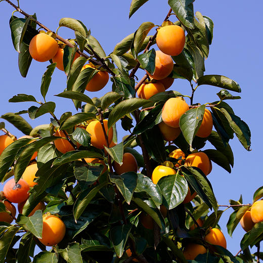 【京东包邮】富平柿饼 软糯香甜 500g/1000g 手提彩盒/礼盒装 商品图5