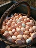 初产鸡蛋(12枚/斤）～净田社山林自由放养 商品缩略图0