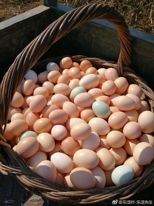 初产鸡蛋(12枚/斤）～净田社山林自由放养 商品图0