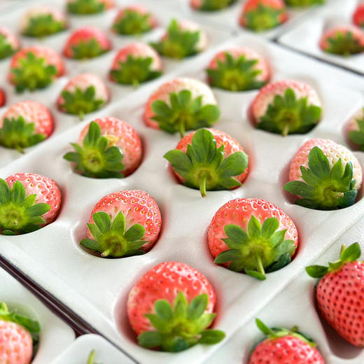 尝鲜福利『攀枝花露天冬草莓』随珠草莓+粉玉草莓+香玉草莓，甜美细嫩，香软怡人，鲜灵莹润 商品图13