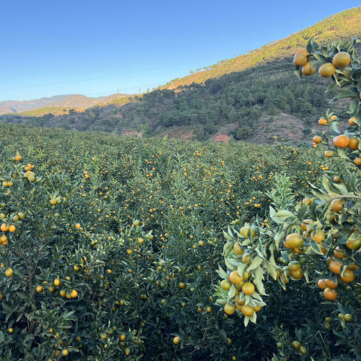 攀枝花【云端脆蜜金桔】可食率99%，平均糖度20%+，脆爽化渣，果肉绵密，无籽，含糖量高，带皮食用。不打蜡，不催熟！ 商品图2