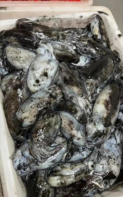 墨鱼仔13.8元一份， 450~500克， 3~5个不等大小随机装，明天到 商品图3