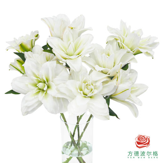 重瓣百合-卡诺瓦 商品图2