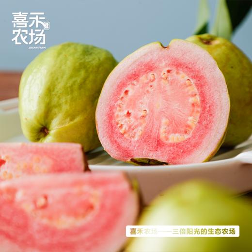 喜禾农场红心芭乐+白心芭乐混合5斤装 商品图1