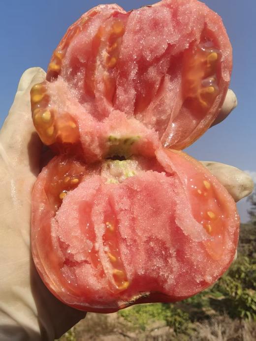 合作| 菜用西红柿  750g（小果居多，可做鲜食） 商品图1