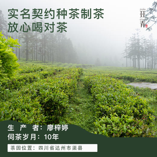 四川红茶2025春茶川红工夫代表原生川小叶群体种焦糖甜香野韵十足 商品图3