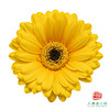 非洲菊 欧迪 XS 10枝一扎 商品缩略图0