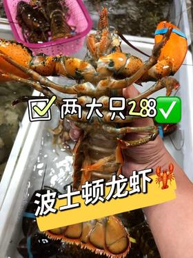 & 肥美大波龙🦞肥度满满，超靓！！蒜蓉清蒸好吃😋【活冻】