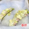 蝴蝶兰 | 春娇（可能有轻微瑕疵不售后，介意慎拍） 商品缩略图0