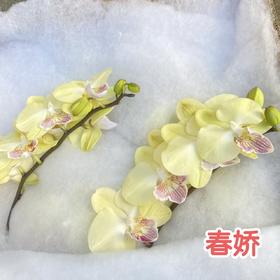 蝴蝶兰 | 春娇（可能有轻微瑕疵不售后，介意慎拍）