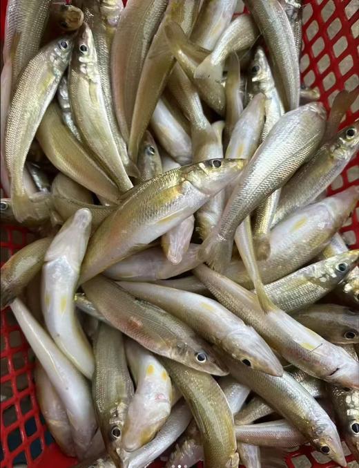 &  只在干净的沙层海域生活的金沙梭，也叫梭子鱼，沙尖鱼~🐠煮酱油水、椒盐，香煎煮汤最鲜甜😋活冻 商品图5