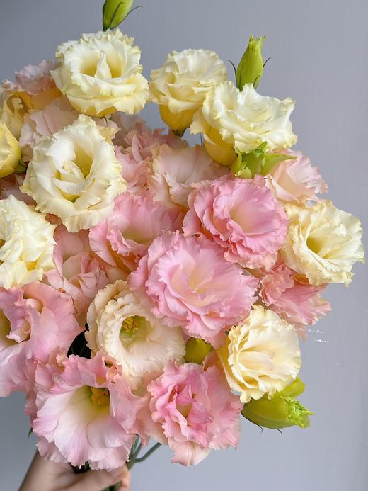 【洋桔梗大满贯】粉色洋桔梗7-10朵/份+紫边洋桔梗7-10朵+绿色洋桔梗7-10朵+香槟洋桔梗7-10朵/份 商品图6