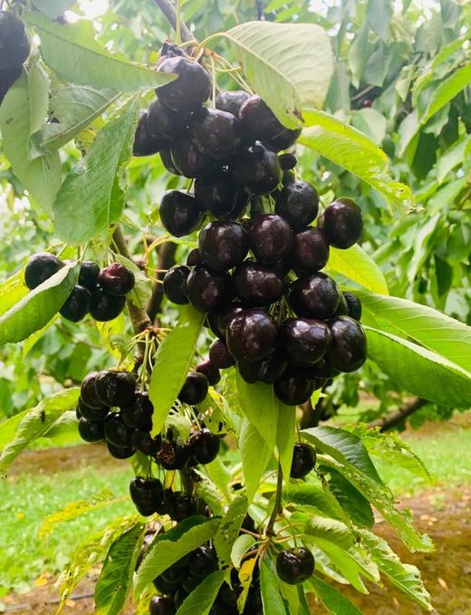 新西兰奥塔哥科迪亚车厘子298元1箱5斤装，明天到货 商品图8