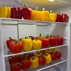 山东水果灯笼彩椒【2种颜色拼装】 商品缩略图5