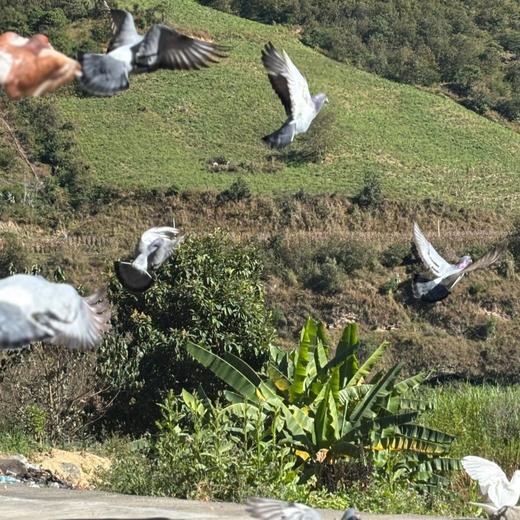 云南山林放养鸽子【云南山野间自由生长，活动量大，肉质紧实细嫩，真正能滋养人的身心❤️】 商品图6