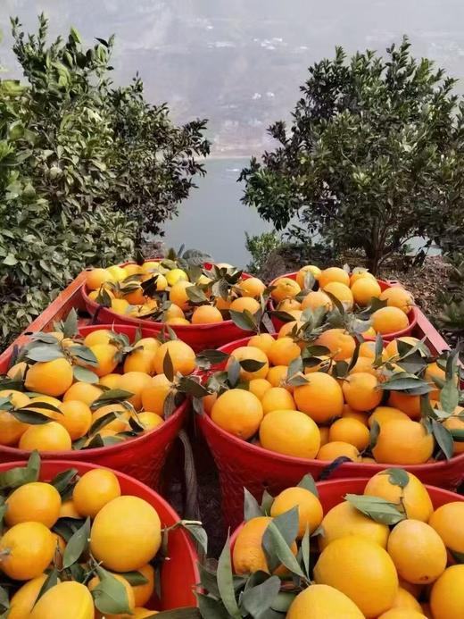 雷波挤橙 商品图3