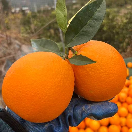 云阳红橙（红肉脐橙），一箱10斤装，普通地区顺丰包邮！ 商品图7