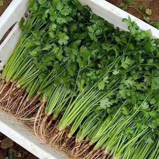 【ZCWJ】新鲜带根香菜 商品图2