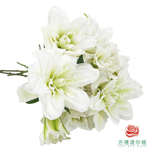 重瓣百合-卡诺瓦 商品图1