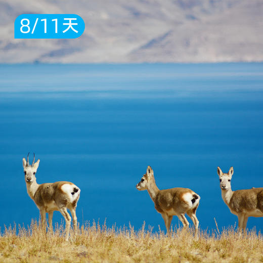 冈仁波齐转山 西藏阿里南线 朝圣之旅 行摄天堂 8日/11日 商品图6