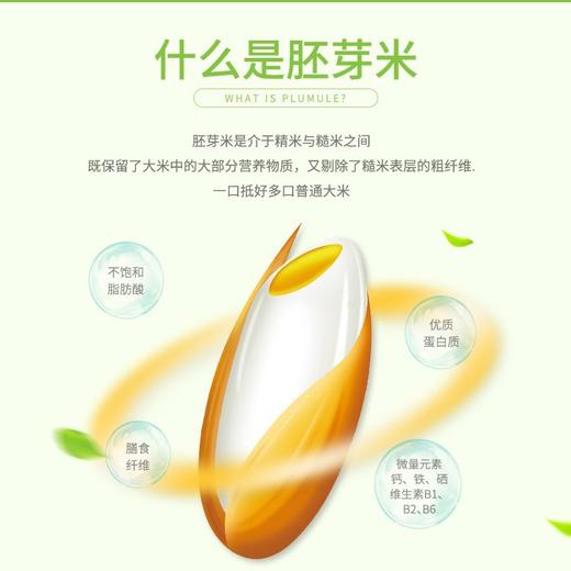 【高留胚率天然谷香❗️当月鲜谷现磨现发】胚芽米保留胚芽现碾营养粥米2斤小包装大米富硒胚芽米1kg。jb 商品图2