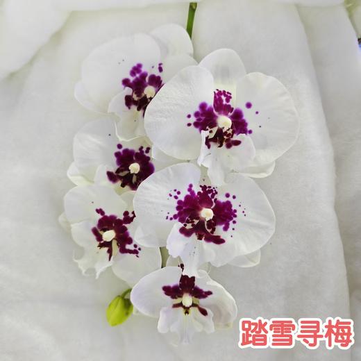 蝴蝶兰 | 踏雪寻梅（可能有轻微瑕疵不售后，介意慎拍） 商品图0