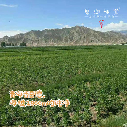 高原生态藜麦（成都仓库-顺丰快递）| 500g/袋，来自青海香日德，生产者：张德路【合作生产，公平贸易】 商品图2