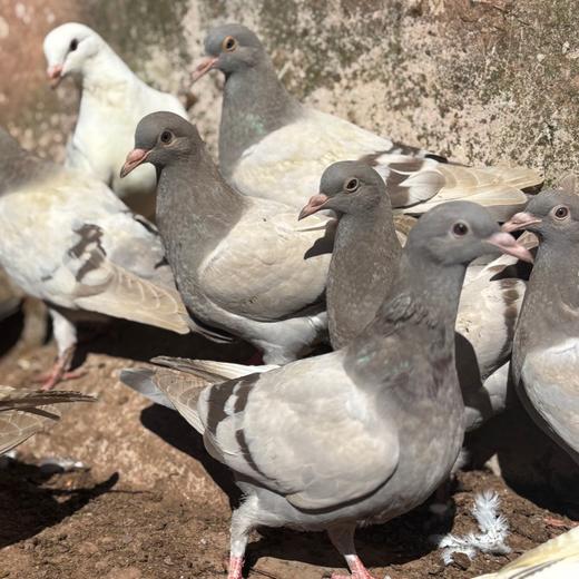 云南山林放养鸽子【云南山野间自由生长，活动量大，肉质紧实细嫩，真正能滋养人的身心❤️】 商品图4