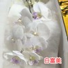 蝴蝶兰 | 白富美（可能有轻微瑕疵不售后，介意慎拍） 商品缩略图0