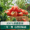 英氏忆格婴幼儿番茄拌拌酱120g(12袋装） 商品缩略图1