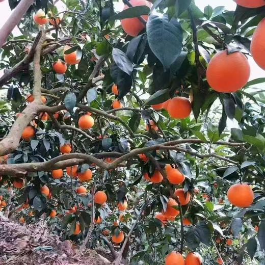 雷波挤橙 商品图1