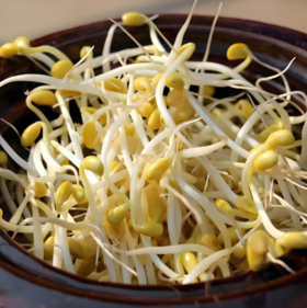 【QT】新鲜清水泡发黄豆芽
