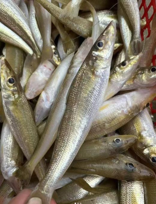 &  只在干净的沙层海域生活的金沙梭，也叫梭子鱼，沙尖鱼~🐠煮酱油水、椒盐，香煎煮汤最鲜甜😋活冻 商品图6