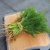 【ZCWJ】新鲜现拔茴香 商品缩略图2