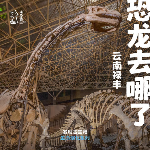 「暑假」恐龙去哪了·云南古生物探索之旅 商品图0