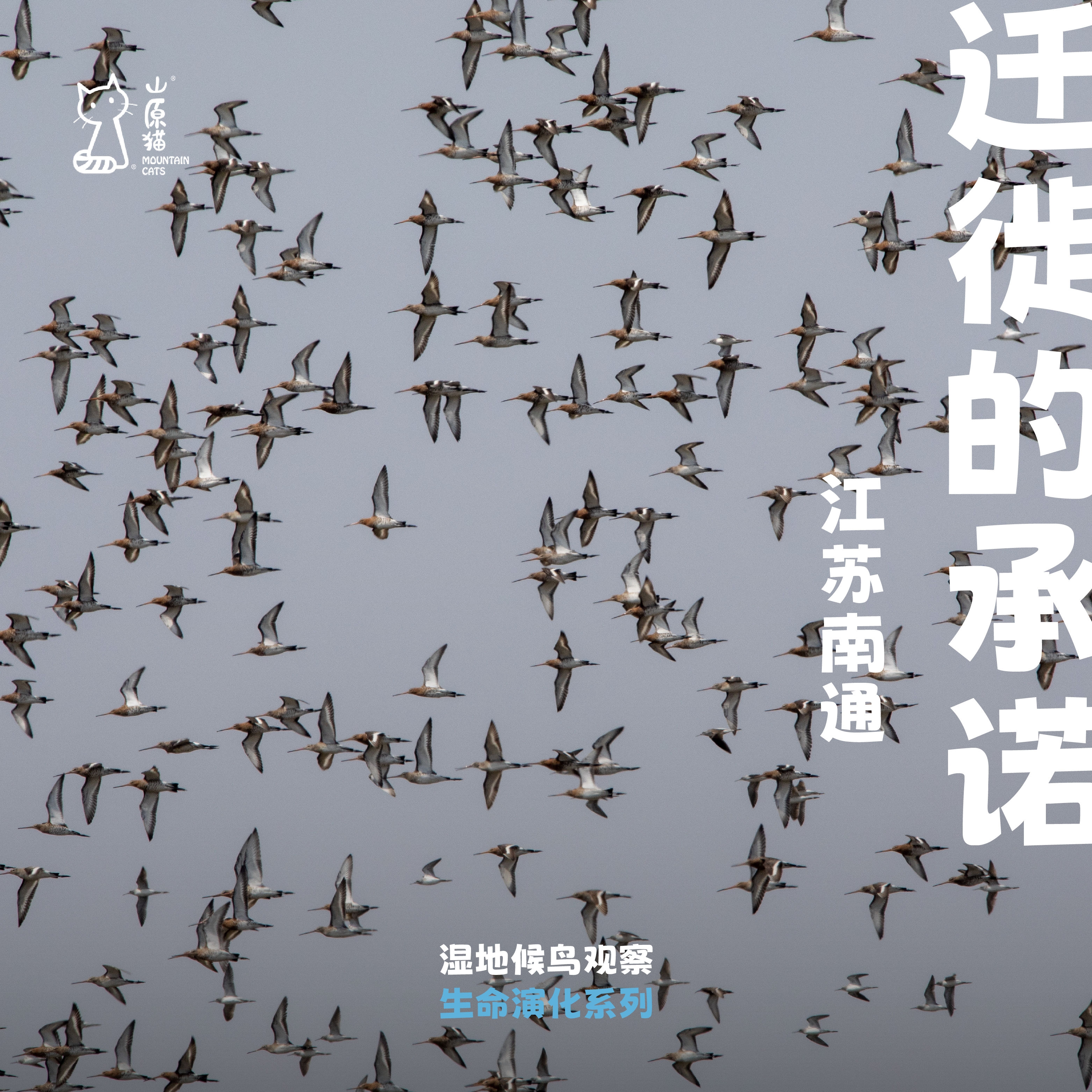 「早鸟价 · 五一假期5.1-5.4」迁徙的承诺 · 江苏黄渤海候鸟观察之旅