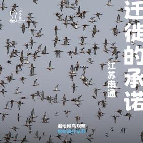 「早鸟价 · 五一假期5.1-5.4」迁徙的承诺 · 江苏黄渤海候鸟观察之旅