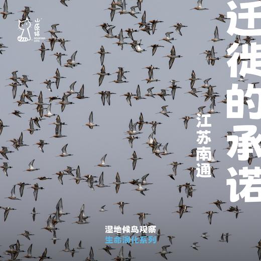 「早鸟价 · 五一假期5.1-5.4」迁徙的承诺 · 江苏黄渤海候鸟观察之旅 商品图0