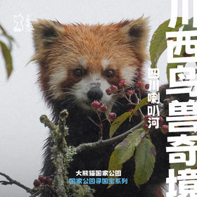 「已成团 · 五一假期」川西鸟兽奇境 · 四川喇叭河自然观察亲子之旅