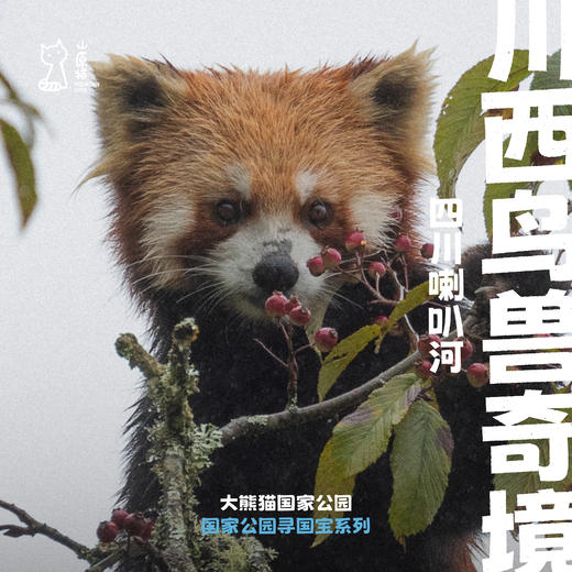 「已成团 · 五一假期」川西鸟兽奇境 · 四川喇叭河自然观察亲子之旅 商品图0