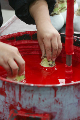 【石蜡朱顶红】跟着方方揭秘石蜡朱顶红诞生记